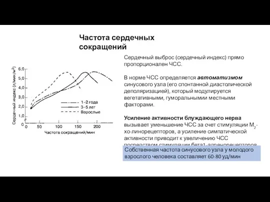 Частота сердечных сокращений Сердечный выброс (сердечный индекс) прямо пропорционален ЧСС.