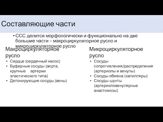 Составляющие части ССС делится морфологически и функционально на две большие