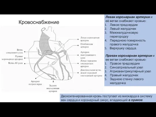 Кровоснабжение миокарда Левая коронарная артерия и её ветви снабжают кровью: