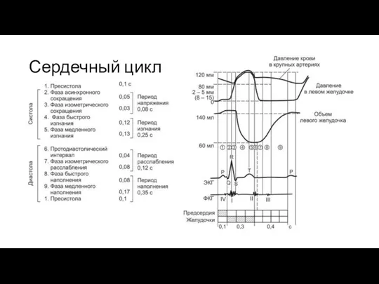 Сердечный цикл