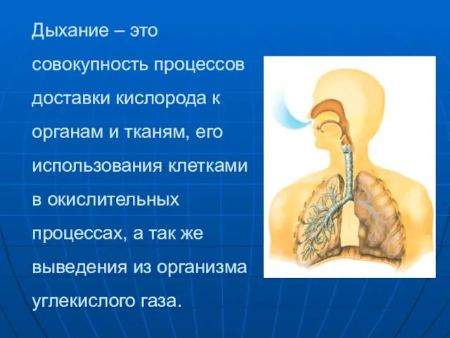 Дыхание – это совокупность процессов доставки кислорода к органам и