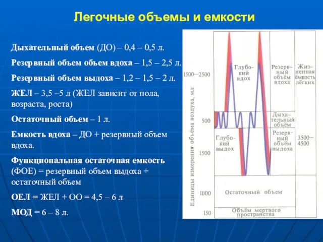 Легочные объемы и емкости Дыхательный объем (ДО) – 0,4 –