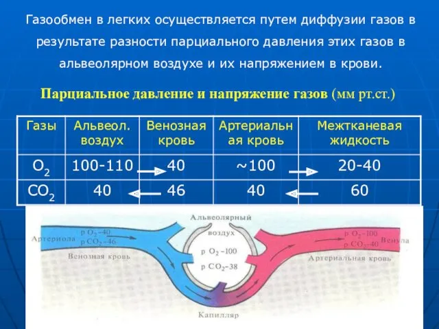 Газообмен в легких осуществляется путем диффузии газов в результате разности