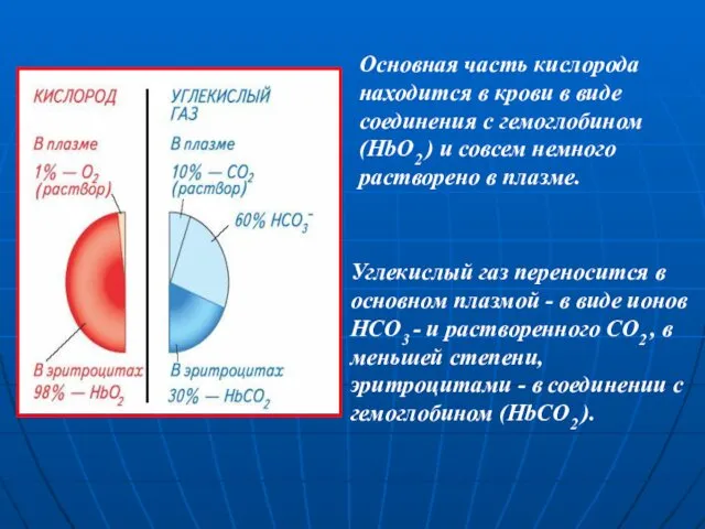 Основная часть кислорода находится в крови в виде соединения с