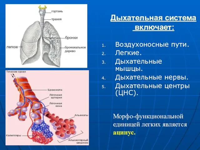 Дыхательная система включает: Воздухоносные пути. Легкие. Дыхательные мышцы. Дыхательные нервы.