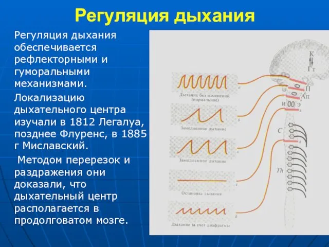 Регуляция дыхания Регуляция дыхания обеспечивается рефлекторными и гуморальными механизмами. Локализацию