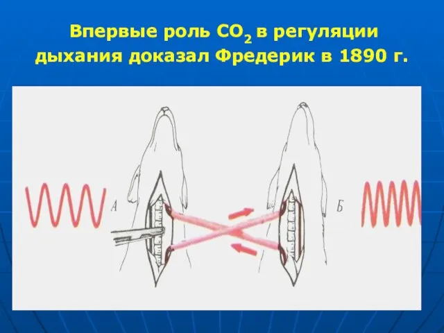 Впервые роль СО2 в регуляции дыхания доказал Фредерик в 1890 г.