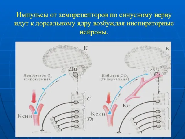 Импульсы от хеморецепторов по синусному нерву идут к дорсальному ядру возбуждая инспираторные нейроны.