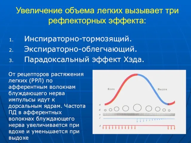 Увеличение объема легких вызывает три рефлекторных эффекта: Инспираторно-тормозящий. Экспираторно-облегчающий. Парадоксальный