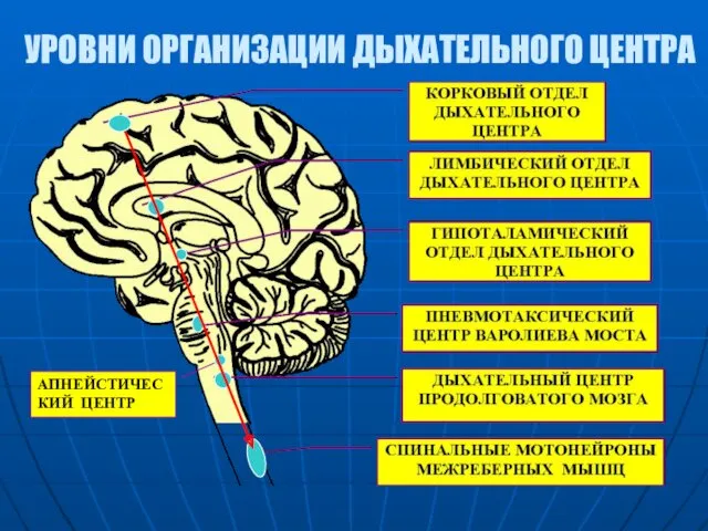 УРОВНИ ОРГАНИЗАЦИИ ДЫХАТЕЛЬНОГО ЦЕНТРА АПНЕЙСТИЧЕСКИЙ ЦЕНТР