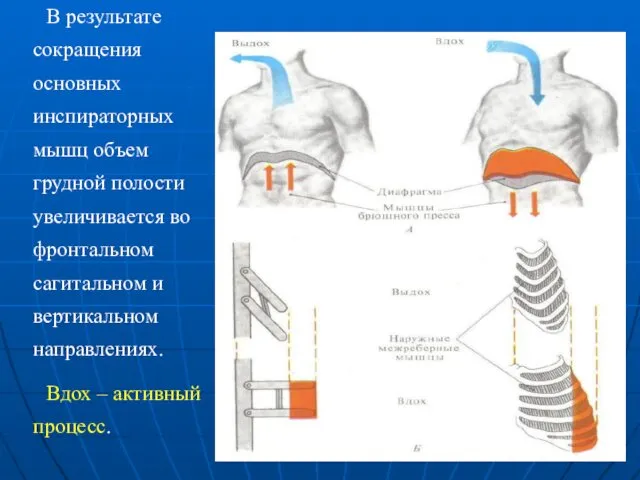 В результате сокращения основных инспираторных мышц объем грудной полости увеличивается