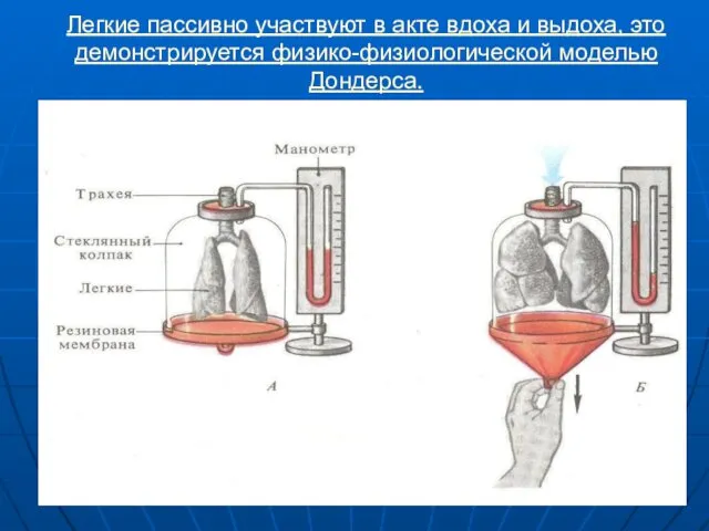 Легкие пассивно участвуют в акте вдоха и выдоха, это демонстрируется физико-физиологической моделью Дондерса.