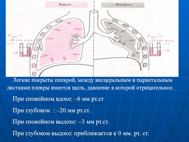 Легкие покрыты плеврой, между висцеральным и париетальным листками плевры имеется