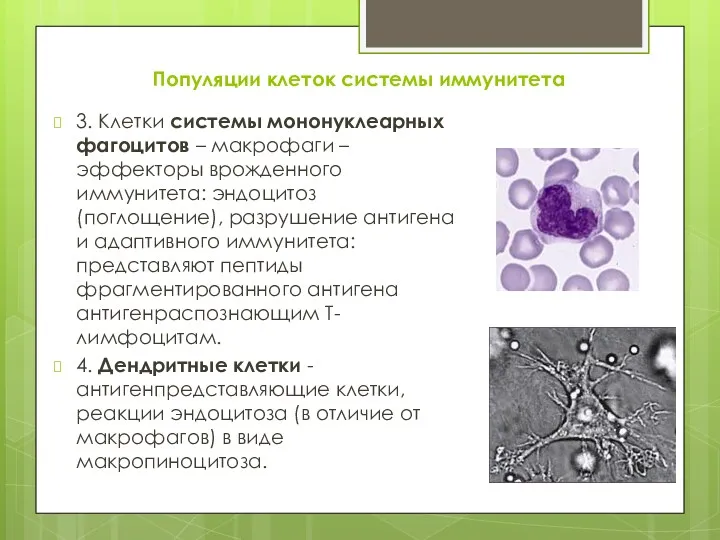 Популяции клеток системы иммунитета 3. Клетки системы мононуклеарных фагоцитов –