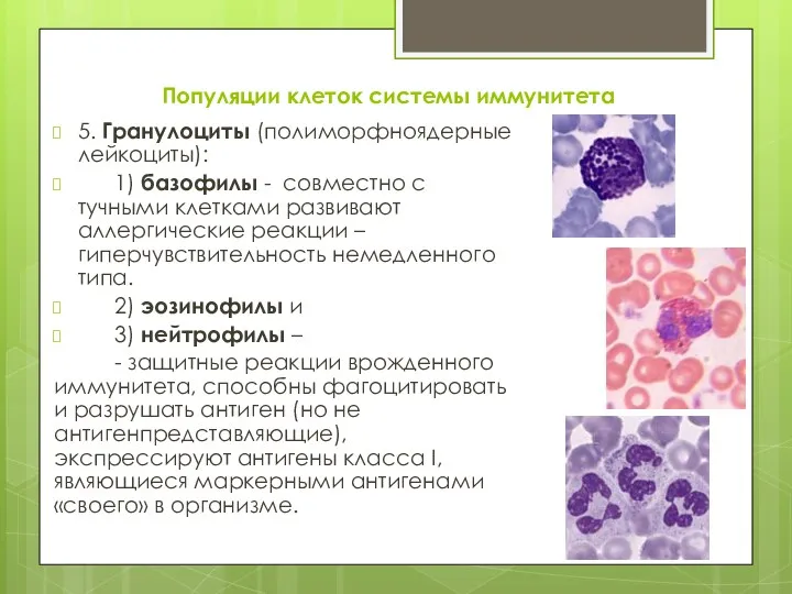 Популяции клеток системы иммунитета 5. Гранулоциты (полиморфноядерные лейкоциты): 1) базофилы
