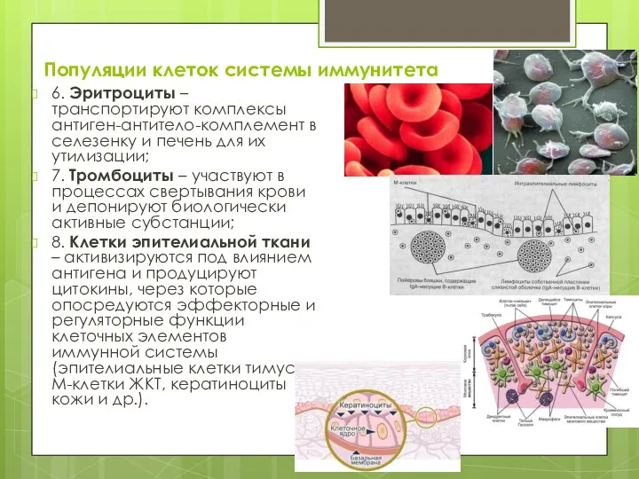 Популяции клеток системы иммунитета 6. Эритроциты – транспортируют комплексы антиген-антитело-комплемент