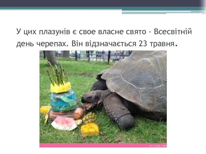 У цих плазунів є свое власне свято - Всесвітній день черепах. Він відзначається 23 травня.