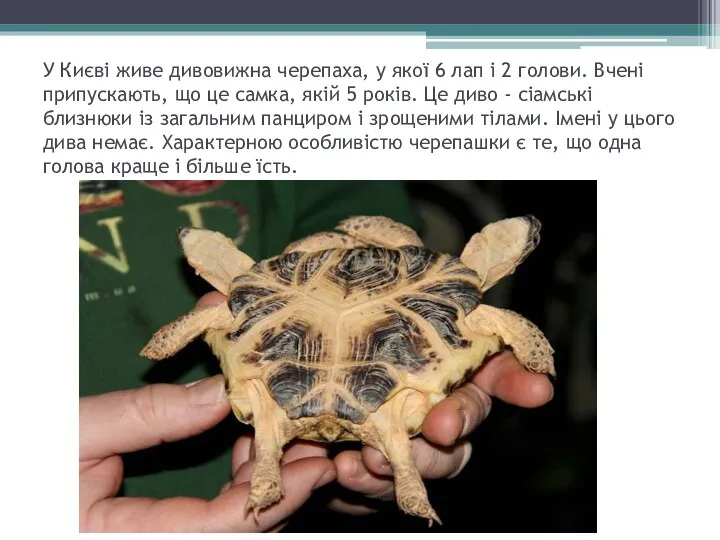 У Києві живе дивовижна черепаха, у якої 6 лап і 2 голови. Вчені