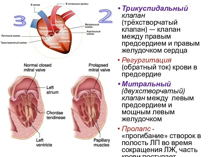Трикуспидальный клапан (трёхстворчатый клапан) — клапан между правым предсердием и правым желудочком сердца