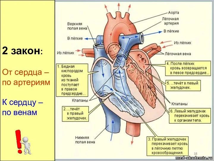 2 закон: От сердца – по артериям К сердцу – по венам