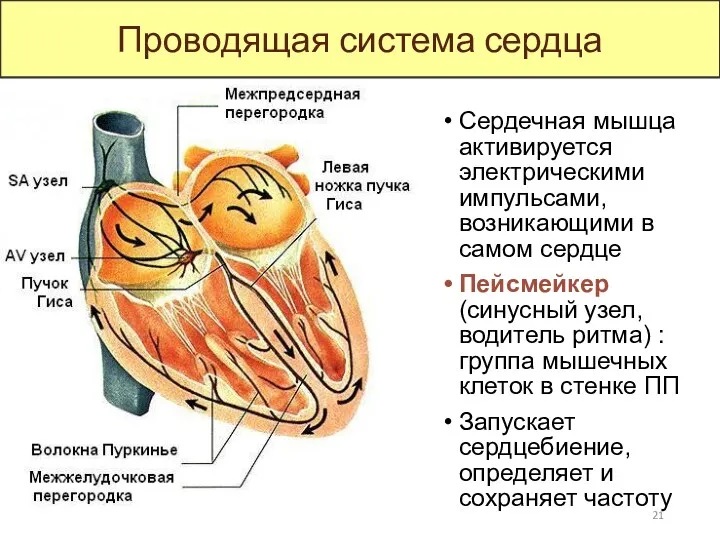 Сердечная мышца активируется электрическими импульсами, возникающими в самом сердце Пейсмейкер