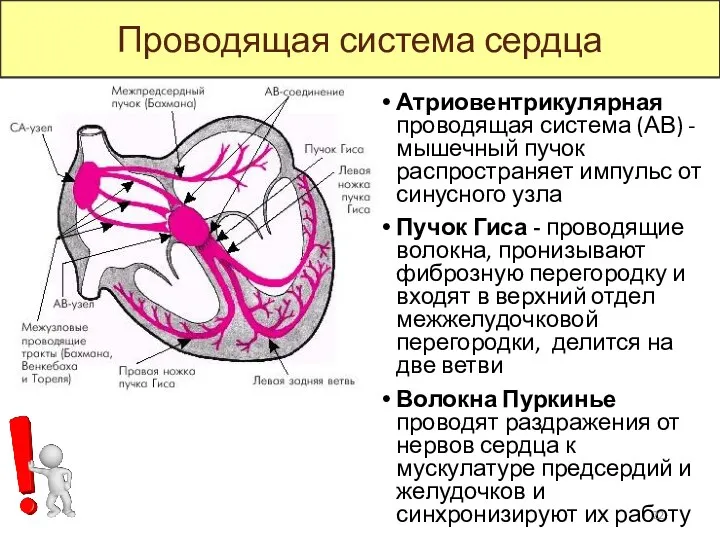 Атриовентрикулярная проводящая система (АВ) - мышечный пучок распространяет импульс от синусного узла Пучок