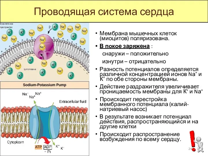 Мембрана мышечных клеток (миоцитов) поляризована. В покое заряжена : снаружи – положительно изнутри