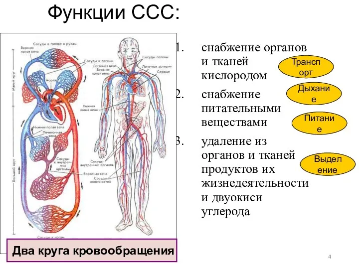 Функции ССС: снабжение органов и тканей кислородом снабжение питательными веществами удаление из органов