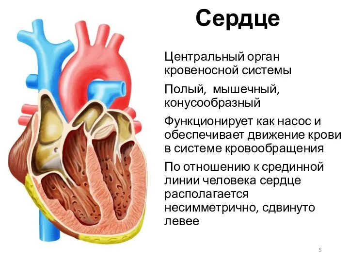 Сердце Центральный орган кровеносной системы Полый, мышечный, конусообразный Функционирует как