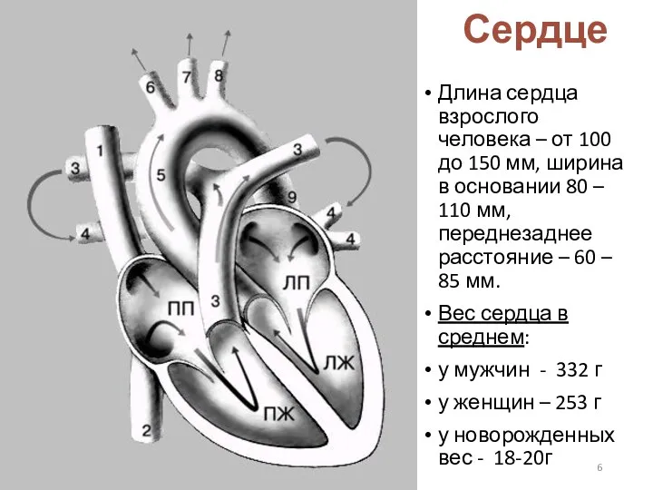 Сердце Длина сердца взрослого человека – от 100 до 150 мм, ширина в