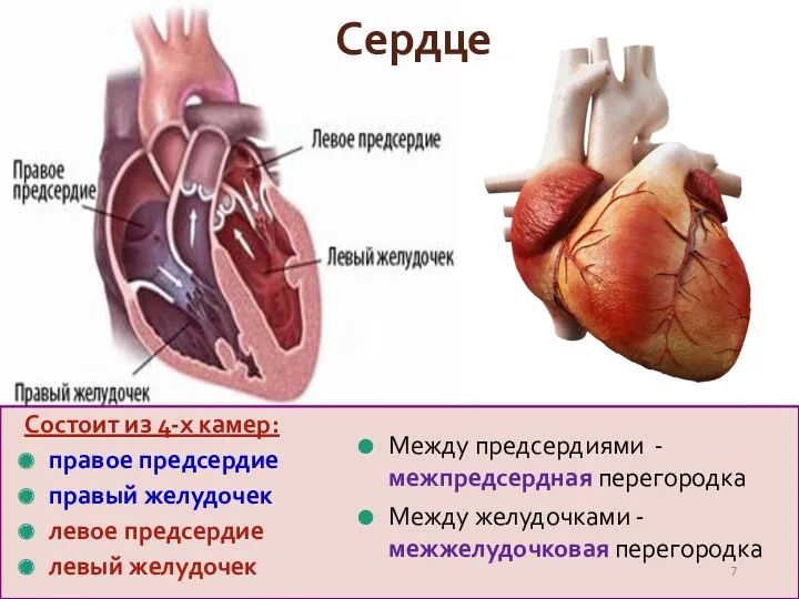 Сердце Состоит из 4-х камер: правое предсердие правый желудочек левое предсердие левый желудочек