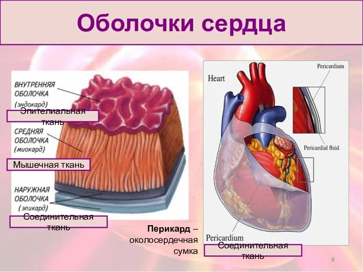 Эпителиальная ткань Мышечная ткань Соединительная ткань Соединительная ткань Перикард – околосердечная сумка Оболочки сердца
