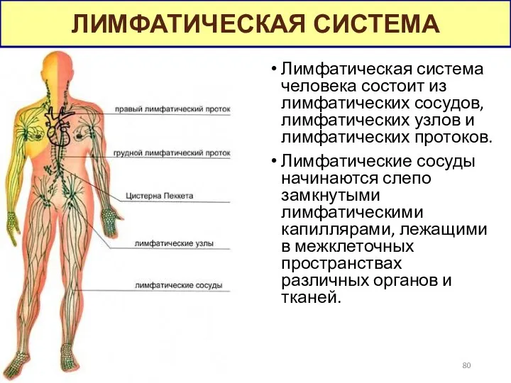 Лимфатическая система человека состоит из лимфатических сосудов, лимфатических узлов и лимфатических протоков. Лимфатические