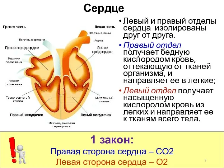 Сердце Левый и правый отделы сердца изолированы друг от друга. Правый отдел получает
