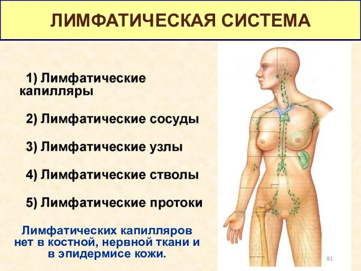 ЛИМФАТИЧЕСКАЯ СИСТЕМА Лимфатических капилляров нет в костной, нервной ткани и в эпидермисе кожи.