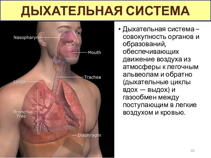 Дыхательная система – совокупность органов и образований, обеспечивающих движение воздуха из атмосферы к