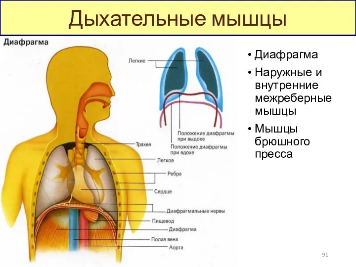 Диафрагма Наружные и внутренние межреберные мышцы Мышцы брюшного пресса Дыхательные мышцы