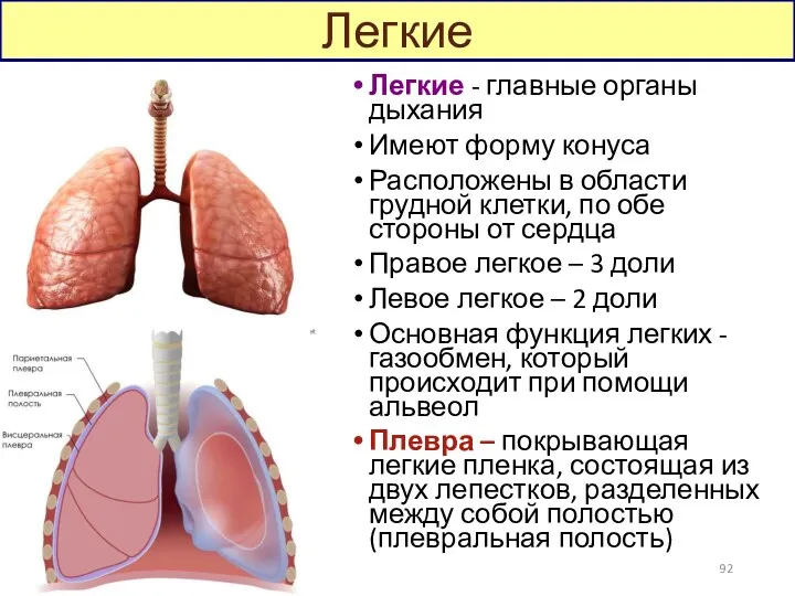 Легкие - главные органы дыхания Имеют форму конуса Расположены в