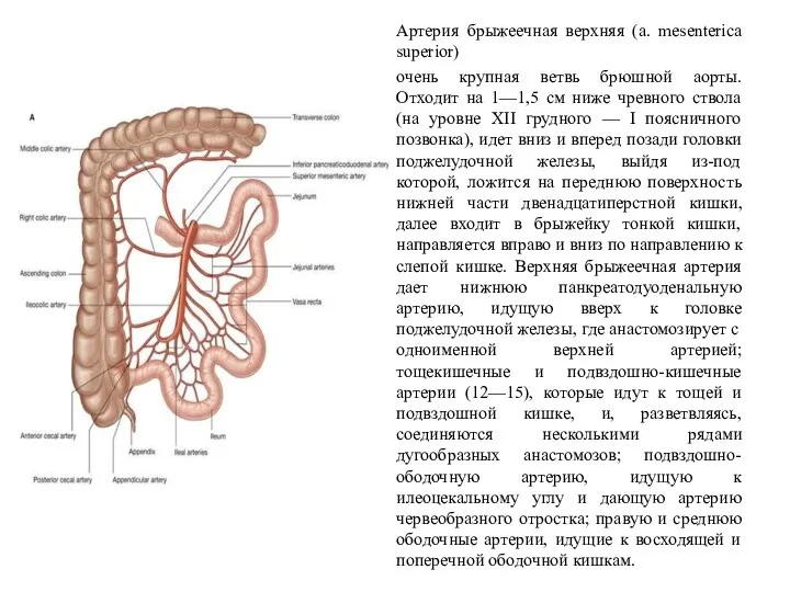 Артерия брыжеечная верхняя (a. mesenterica superior) очень крупная ветвь брюшной