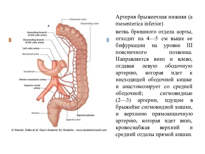 Артерия брыжеечная нижняя (a mesenterica inferior) ветвь брюшного отдела аорты,