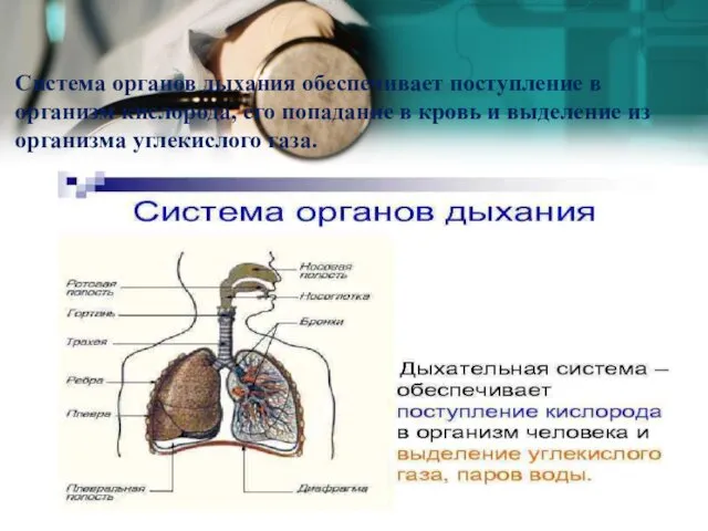 Система органов дыхания обеспечивает поступление в организм кислорода, его попадание в кровь и
