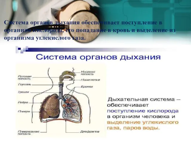 Система органов дыхания обеспечивает поступление в организм кислорода, его попадание