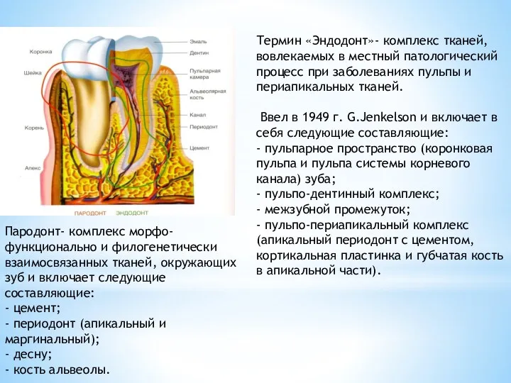 Термин «Эндодонт»- комплекс тканей, вовлекаемых в местный патологический процесс при