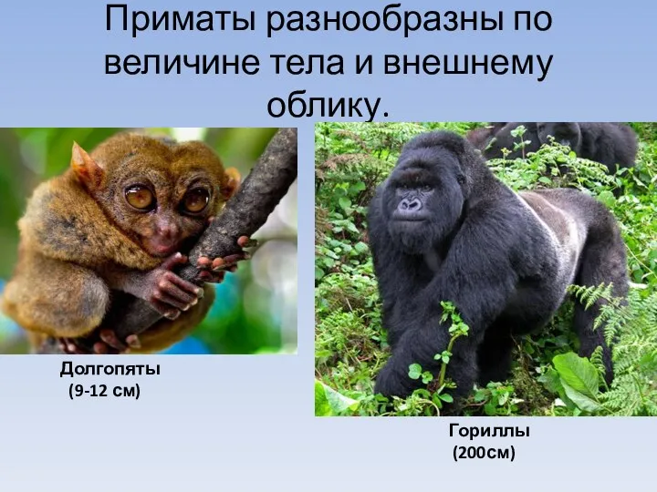 Приматы разнообразны по величине тела и внешнему облику. Долгопяты (9-12 см) Гориллы (200см)
