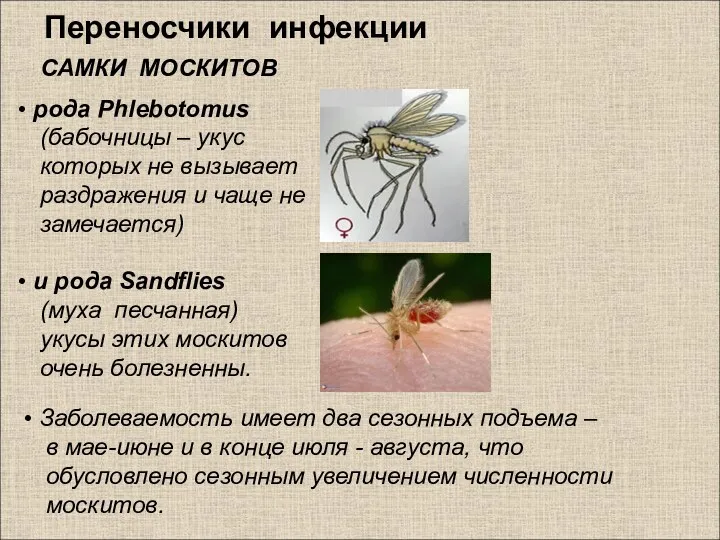 Переносчики инфекции САМКИ МОСКИТОВ рода Phlebotomus (бабочницы – укус которых не вызывает раздражения