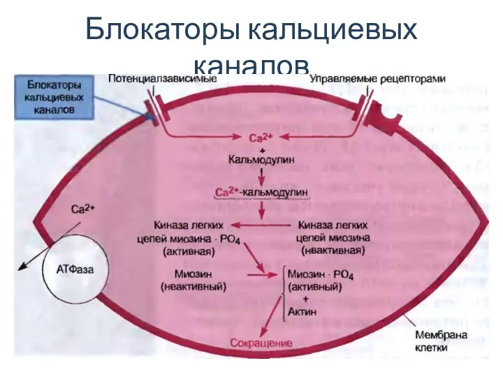 Блокаторы кальциевых каналов