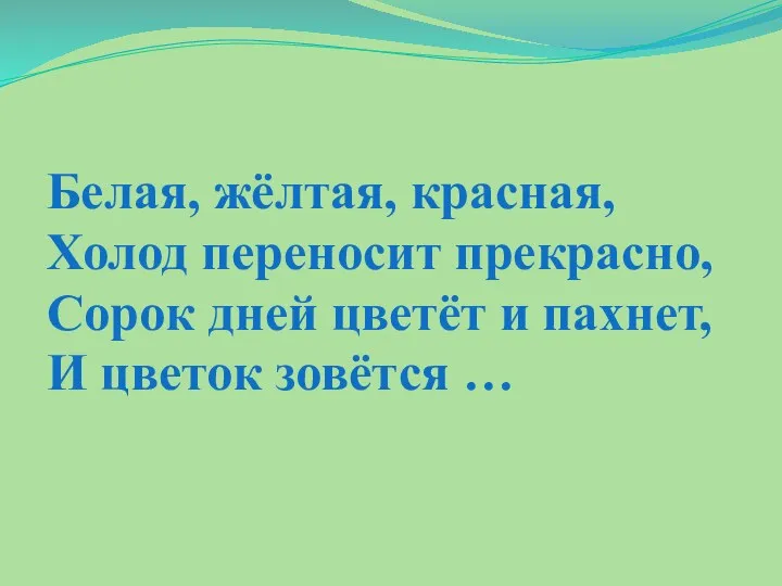 Белая, жёлтая, красная, Холод переносит прекрасно, Сорок дней цветёт и пахнет, И цветок зовётся …