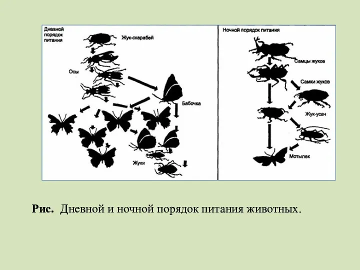 Рис. Дневной и ночной порядок питания животных.