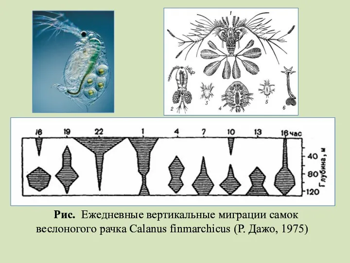 Рис. Ежедневные вертикальные миграции самок веслоногого рачка Calanus finmarchicus (Р. Дажо, 1975)