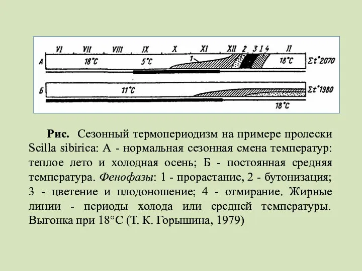 Рис. Сезонный термопериодизм на примере пролески Scilla sibirica: А -